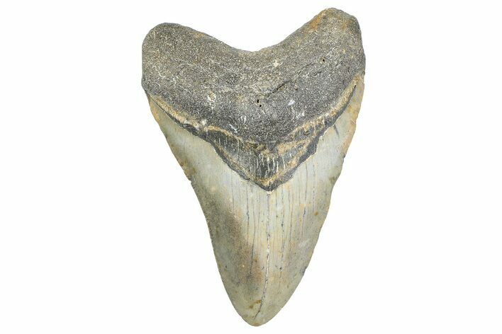 Fossil Megalodon Tooth - North Carolina #343438